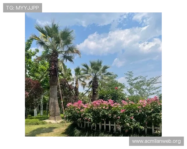 深入解析m8体育平台的特色功能与用户体验提升策略